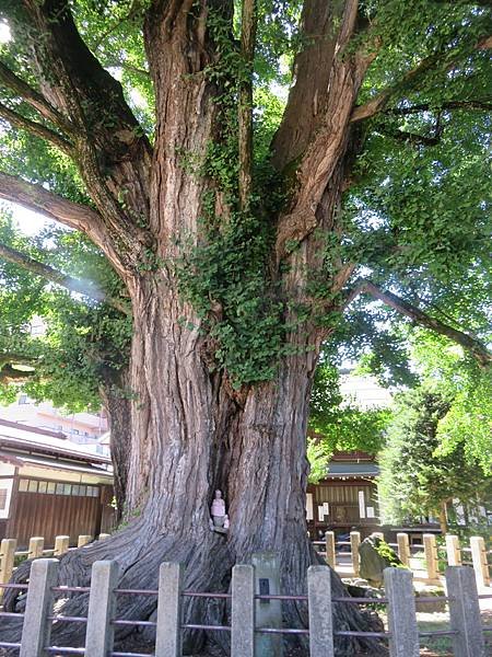 【日本露營車岐阜長野篇】從埼玉~飛騨高山古街~買飛騨牛肉~下