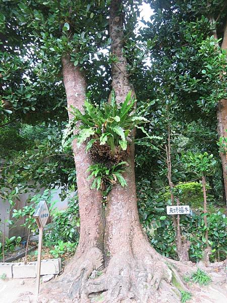 【日本露營沖縄篇】一家四口扛著露營裝備+帳篷，搭飛機去沖縄露