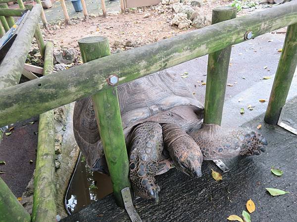 【日本露營沖縄篇】一家四口扛著露營裝備+帳篷，搭飛機去沖縄露