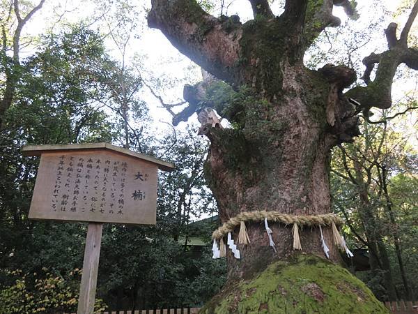 【日本露營車愛知滋賀岐阜篇】日本過年從埼玉～神奈川～山梨～靜