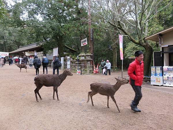 【日本露營車兵庫四國篇】過年從有馬溫泉→竹田城跡→岡山後樂園