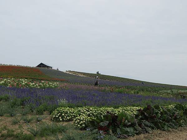 【日本露營車北海道道北篇】第三次遊北海道，從函館～洞爺湖～稚