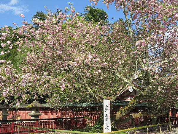 【日本露日本黃營車福島山形宮城篇】金週開露營車到松島，仙台，