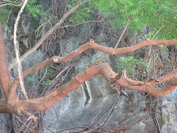 【菲律賓巴拉望】暑假出國從台北～公主港～愛尼島12天的旅遊日