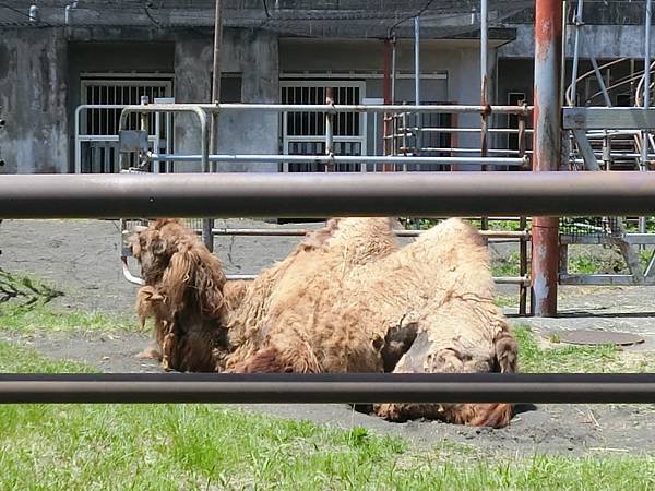 【日本露營】扛著行李到東京離島伊豆大島露營