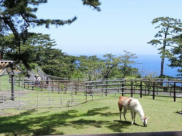 【日本露營】扛著行李到東京離島伊豆大島露營