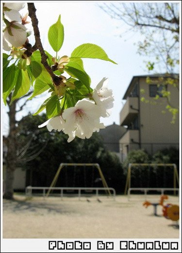 往東本願寺路上的小公園