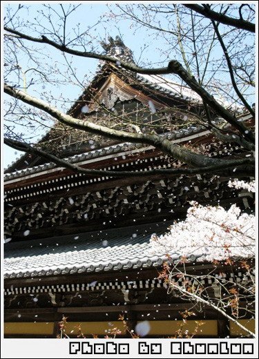 南禪寺 - 櫻飄雪