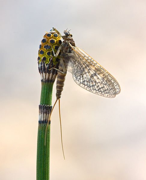 486px-Rhithrogena_germanica_subimago_on_Equisetum_hyemale.jpg