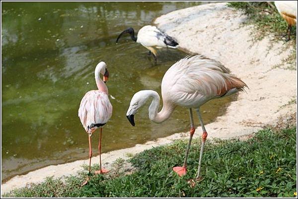 森林鳥花園 (91)