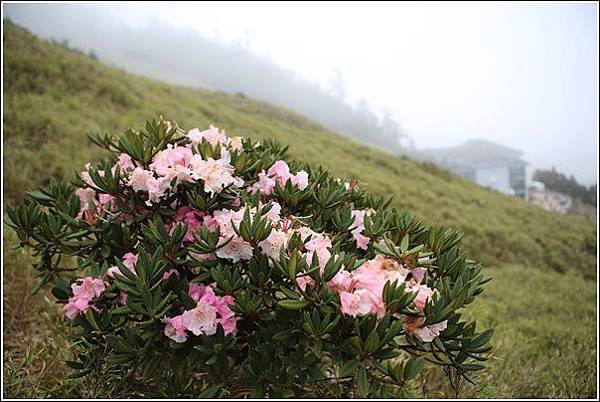 合歡山 (13)