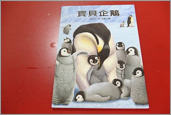 寶貝企鵝 (6)