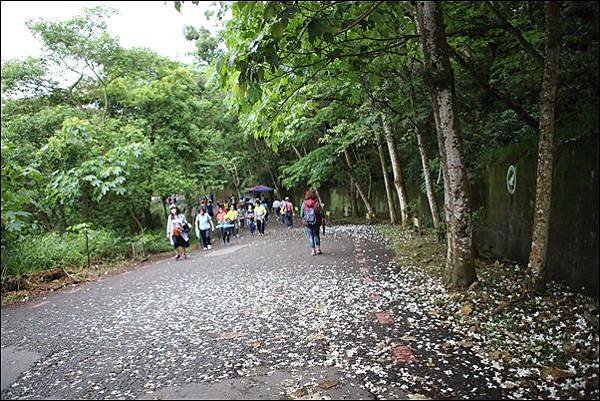 藤山步道 (15)