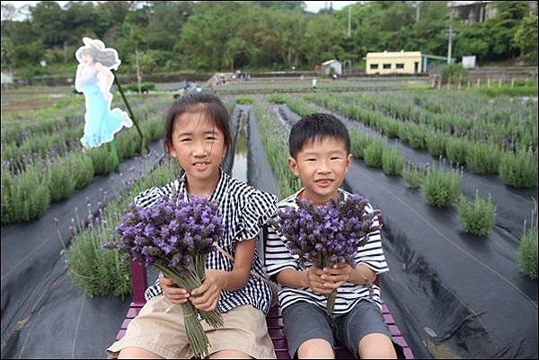 葛瑞絲香草田 (14)