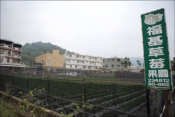 福基草莓園 (1).jpg
