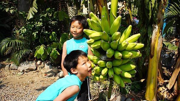 Carmelitos 餐廳後院的香蕉樹