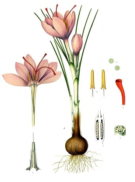 CROCUS~1