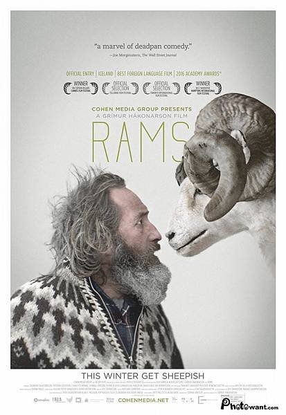 羊男的冰島冒險 Rams