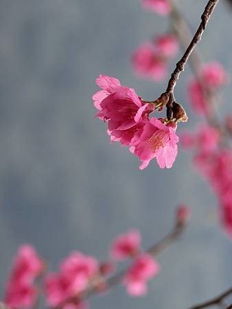 緋寒櫻 ( 山櫻 )