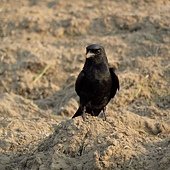 IMG_1049