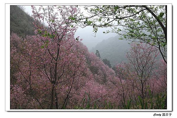 三峽富士櫻 (1).JPG