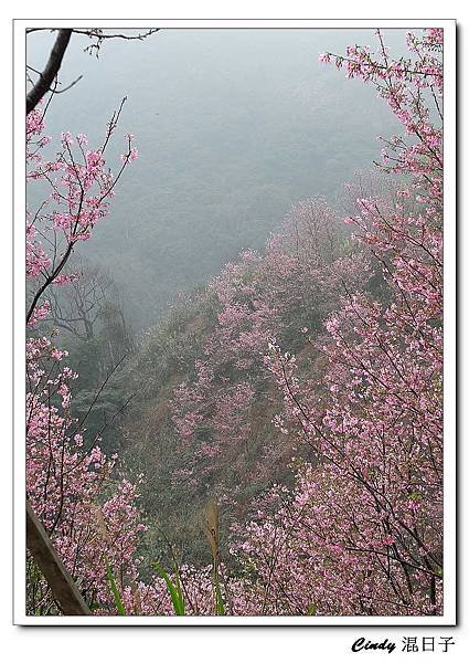 三峽富士櫻 (2).jpg