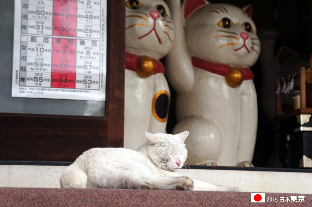 417_50今戶神社的招財貓和白貓.jpg