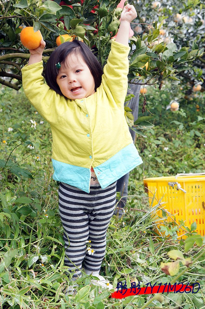 彤彤1Y11M26D-3採橘樂.jpg