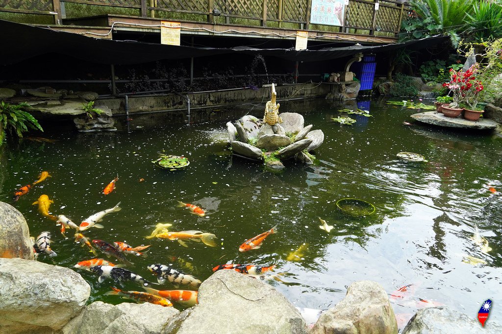 台中潭子09山田餐飲店頂端有個魚池.jpg