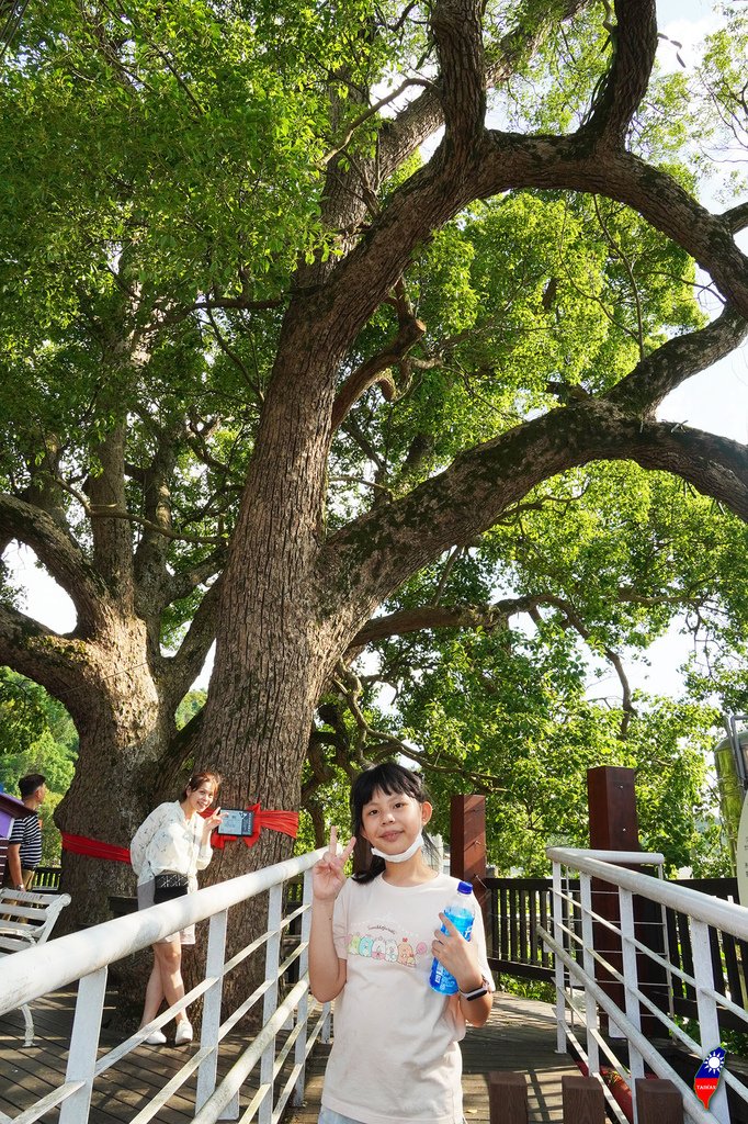 台中外埔30公婆樹.jpg