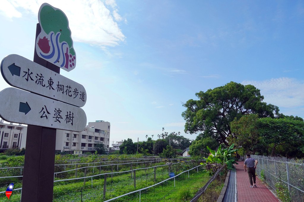 台中外埔28公婆樹.jpg