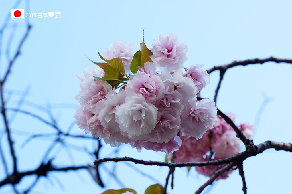 0422_14櫻花後期的八重櫻.jpg