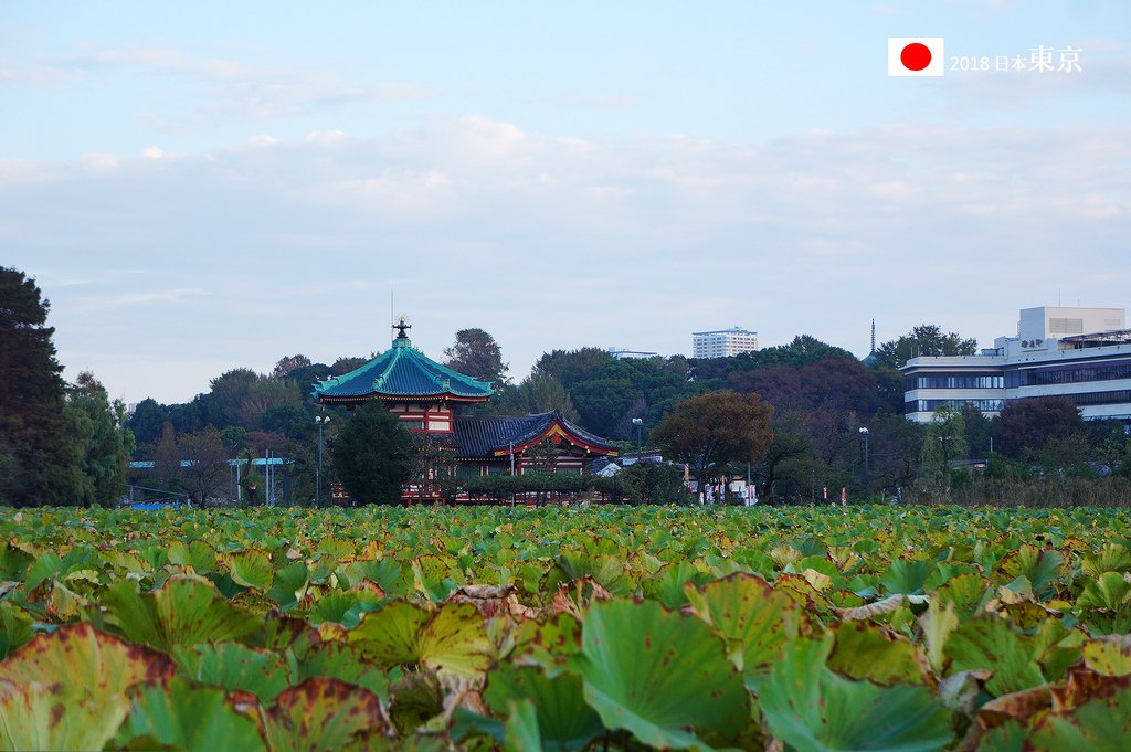 1020-003上野公園不忍荷花池和弁天堂.jpg