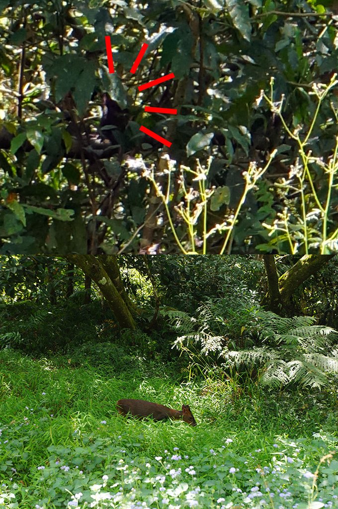 宜蘭員山15福山植物園之看到猴子和山羌了.jpg