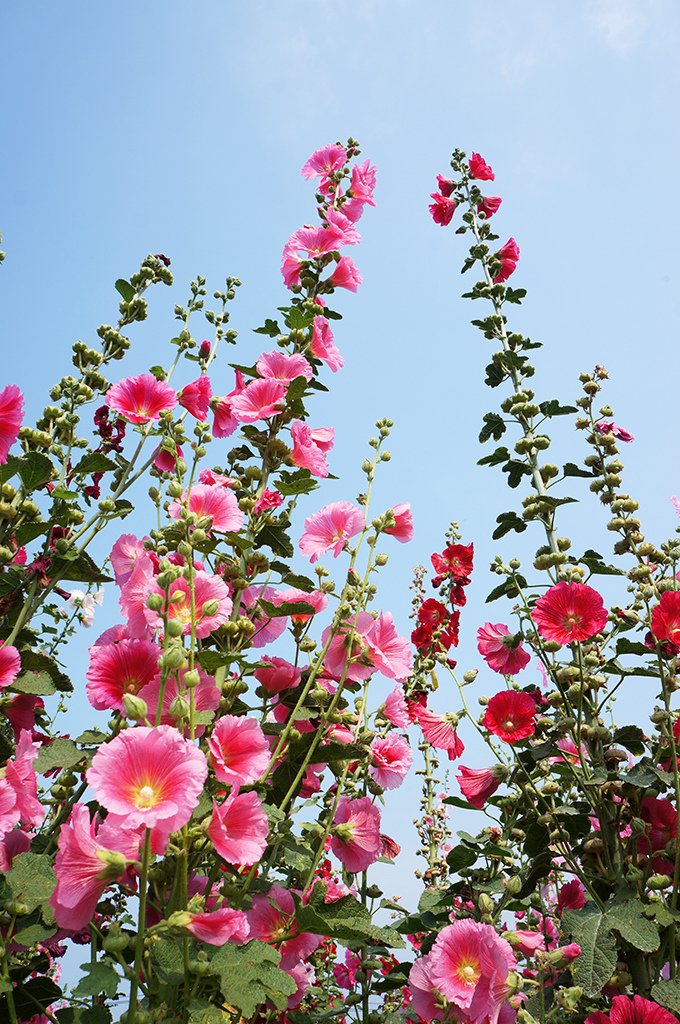 彰化員林蜀葵花海賞花3.jpg