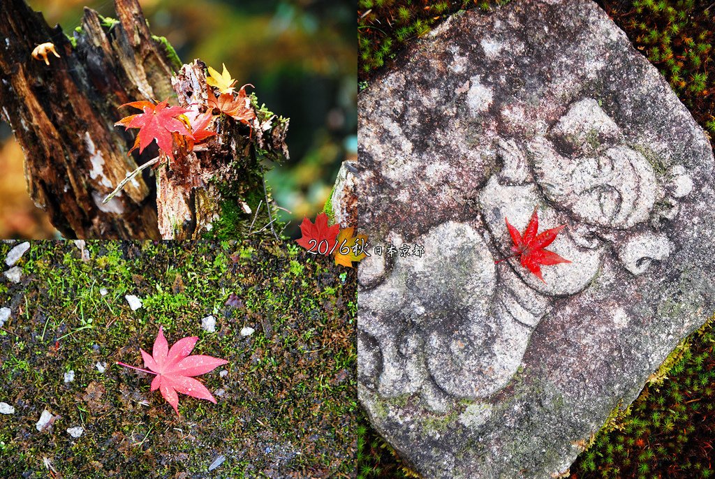 1121-082跟著長輩拍了幾張手震的紅葉獨照.jpg