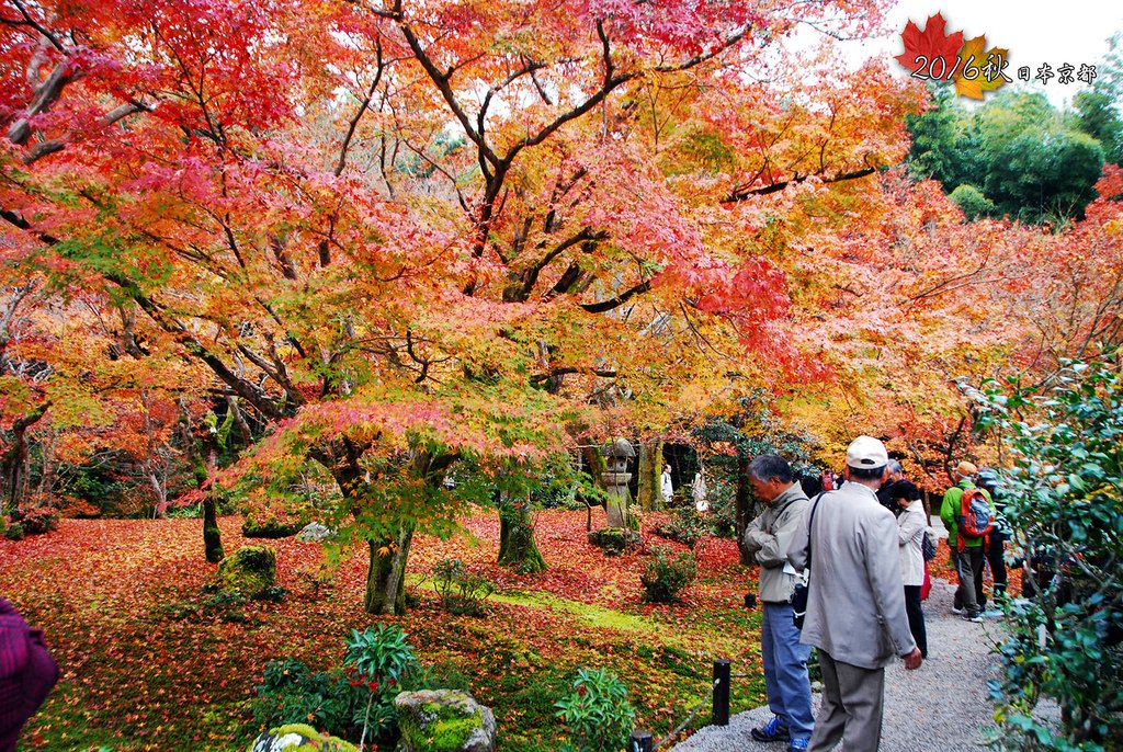 1121-110圓光寺的紅葉很值得來看.jpg