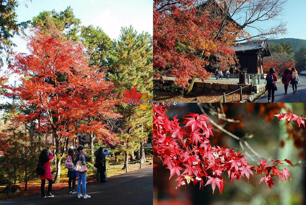 1122-033這裡的紅葉已見頃開始掉葉.jpg