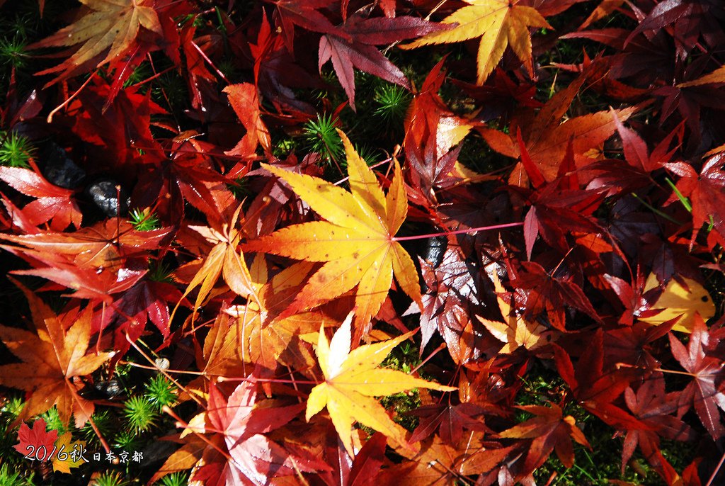 1122-071紅黃槭葉相間很是漂亮.jpg
