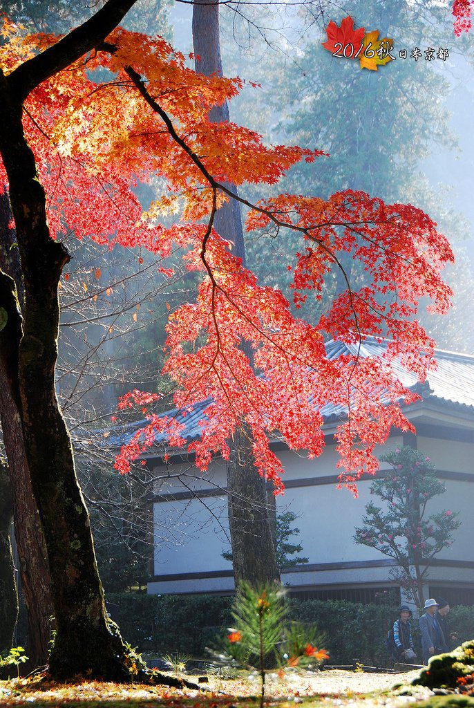 1122-075就是這片紅葉吸引眾多遊客拍不停.jpg