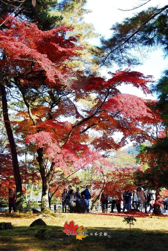 1122-092回頭看到這紅黃綠相間加上陽光真的耀眼.jpg
