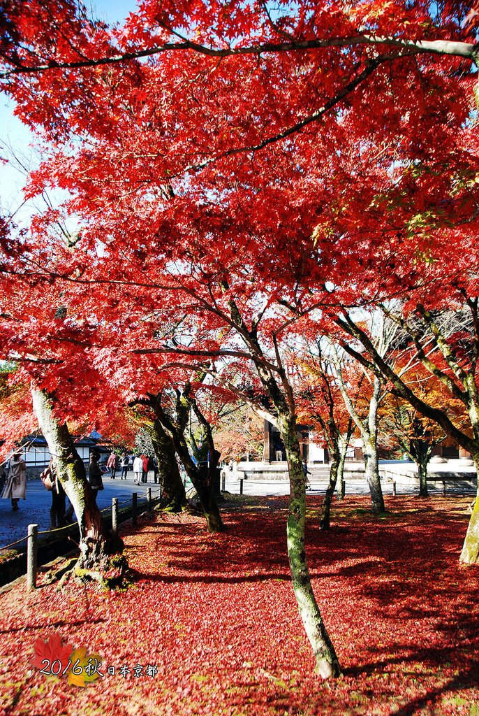 1122-093藍天陽光紅葉也是讓人不斷按快門的畫面.jpg