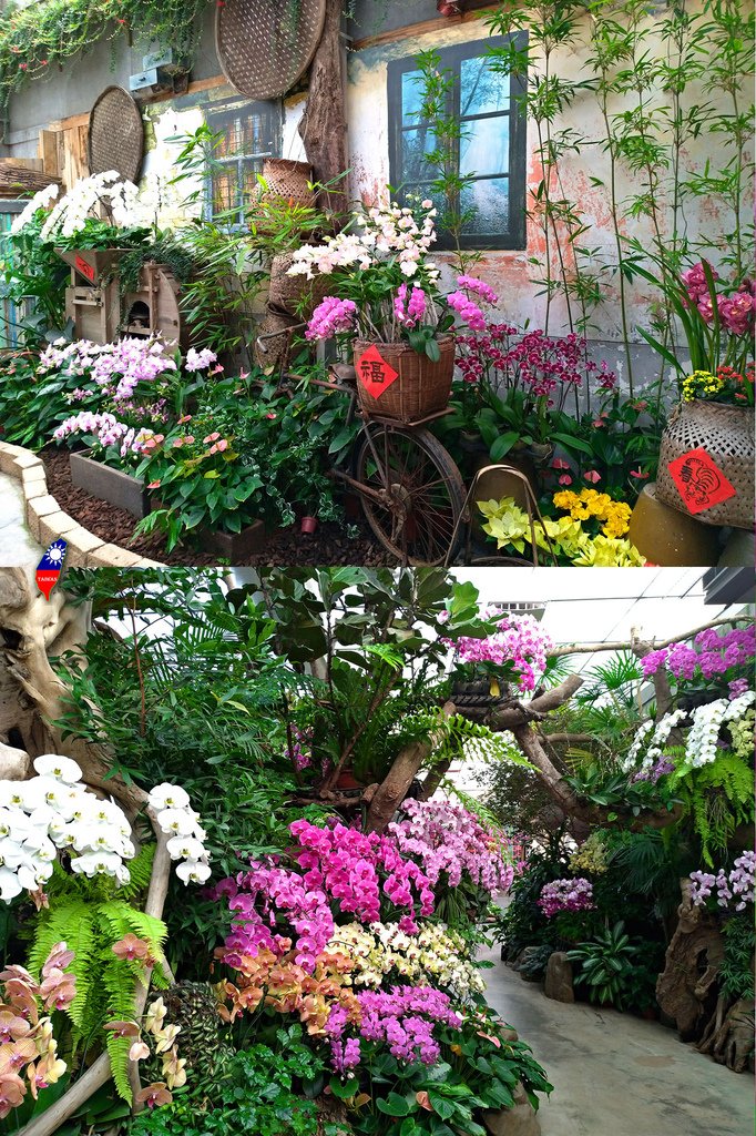 2022春節活動30之初四逛花露休閒農場蘭花園.jpg