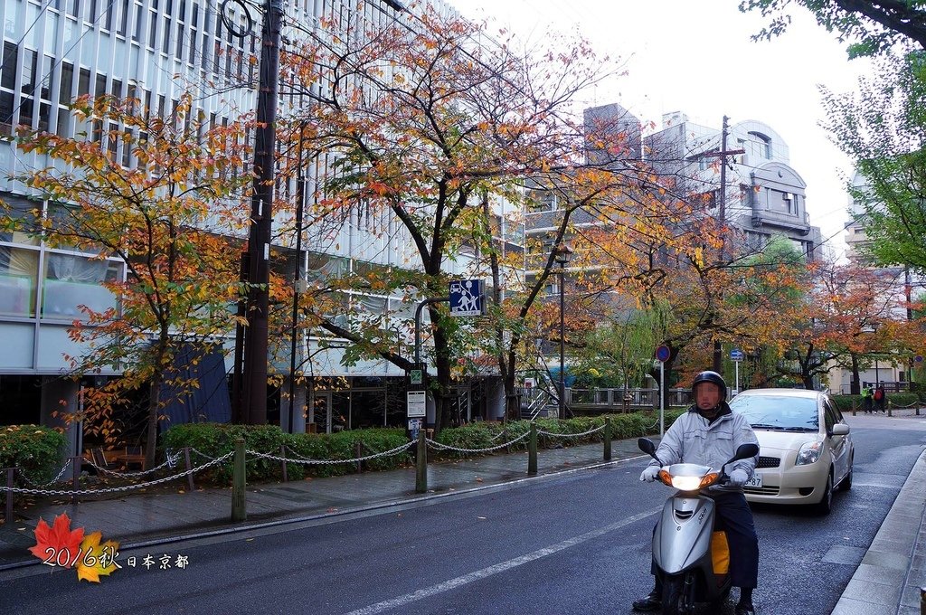 1121-169木屋町通高瀨川旁的櫻花樹葉也變色落葉了.jpg