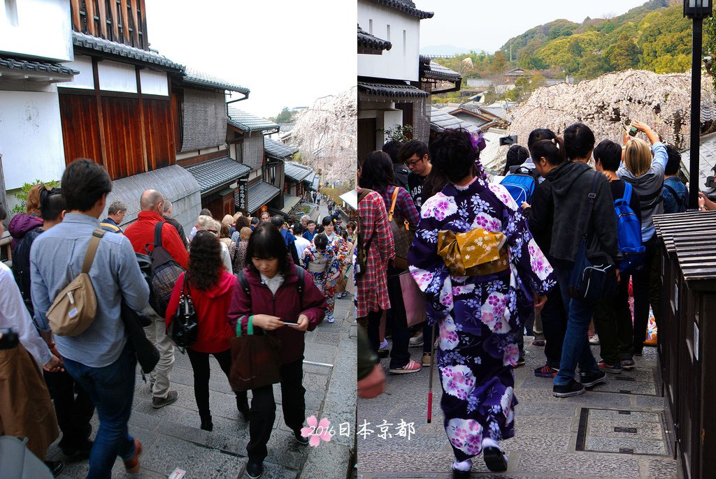 0331-325階梯下方有一株枝垂櫻吸引遊客駐足.jpg
