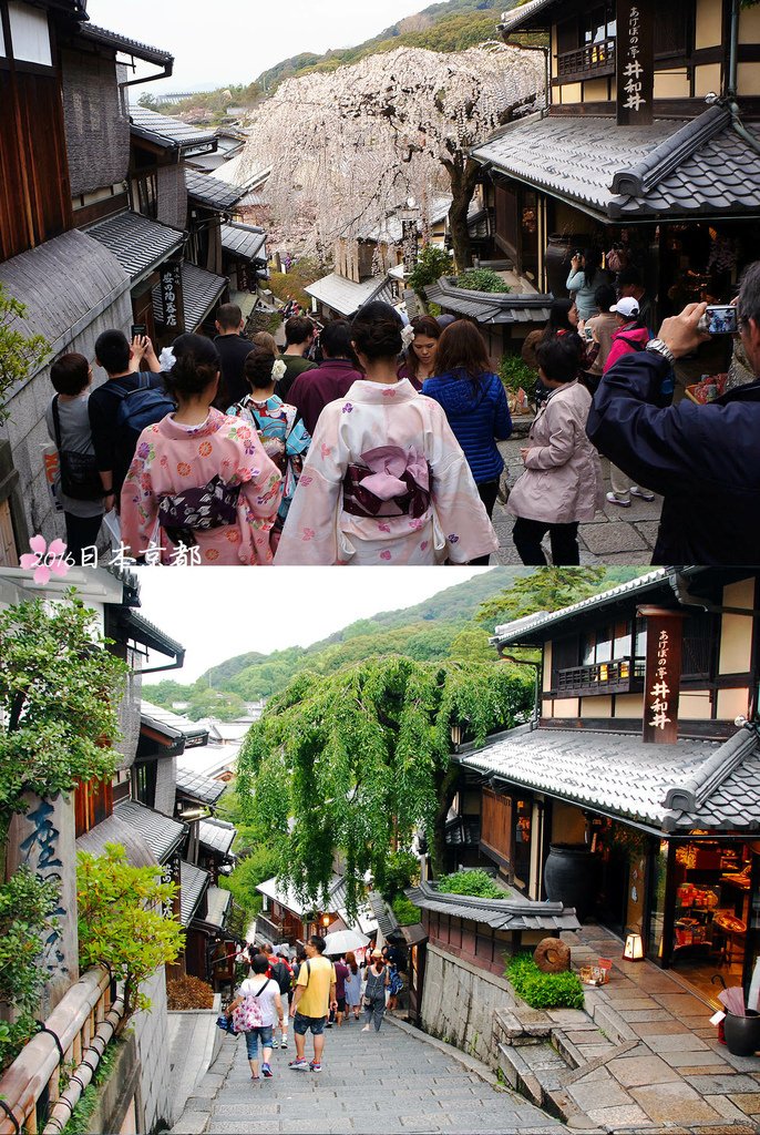 0331-331枝垂櫻夏天是如楊柳般綠油油垂枝.jpg