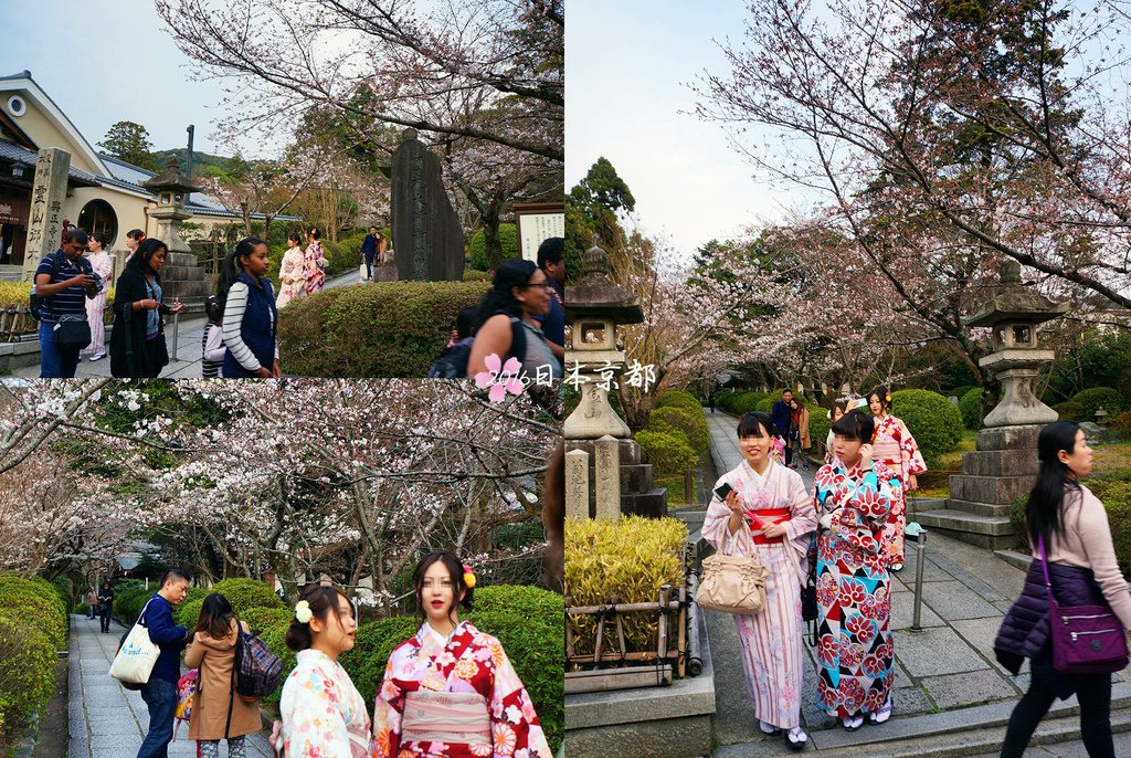0331-332三年坂階梯下來有個興正寺靈山御本廟前綠地也有櫻花樹.jpg