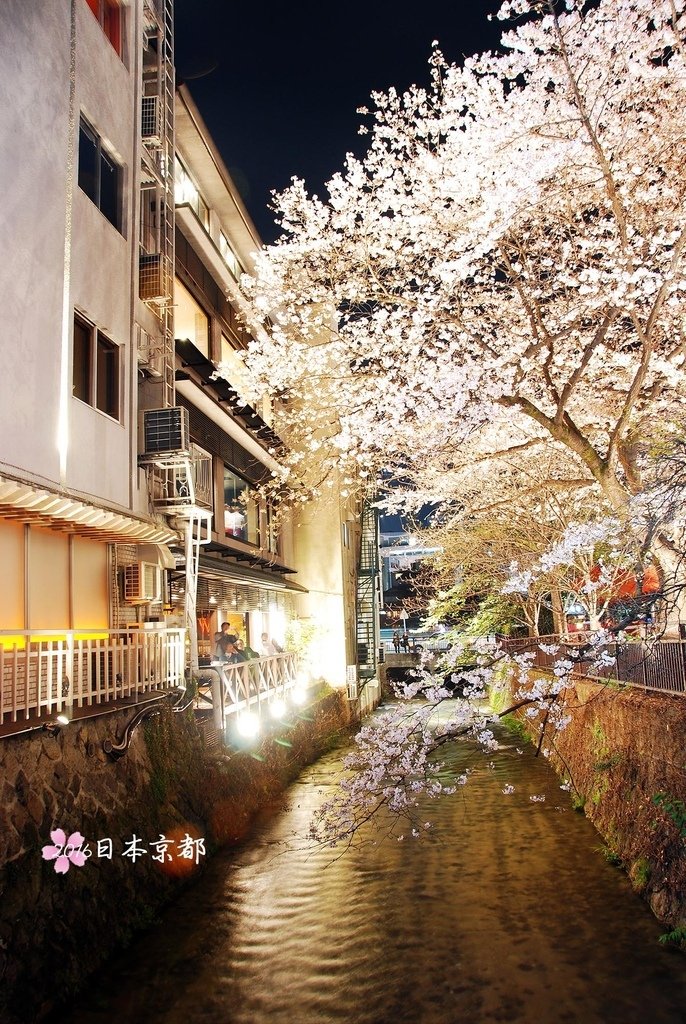 0331-407大和橋上拍的美麗夜櫻.jpg