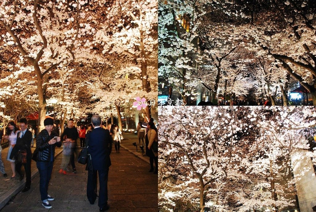 0331-403白川筋上的夜櫻.jpg