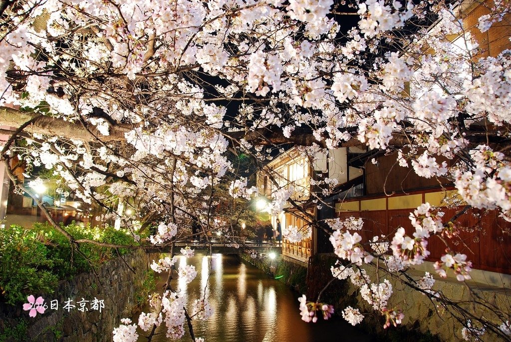 0331-408大和橋上另一邊的美麗夜櫻和町屋.jpg